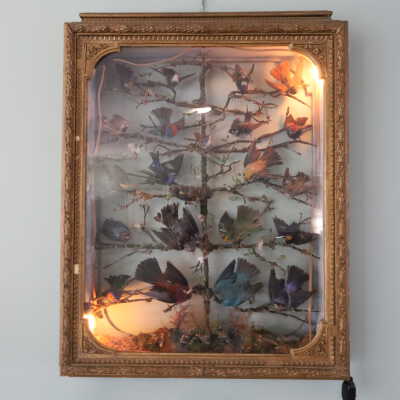 Taxidermy bird display