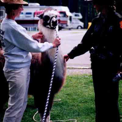 Petting A Llama