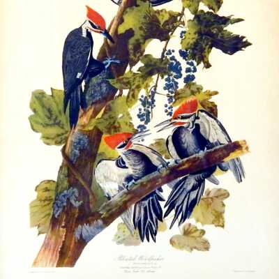 Pileated Woodpecker, Audubon Print