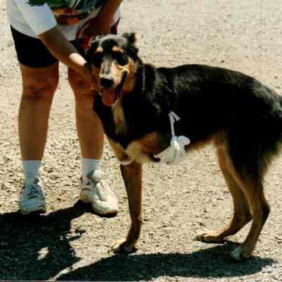 Dog With Walker