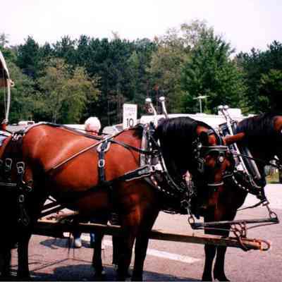 Team Of Horses