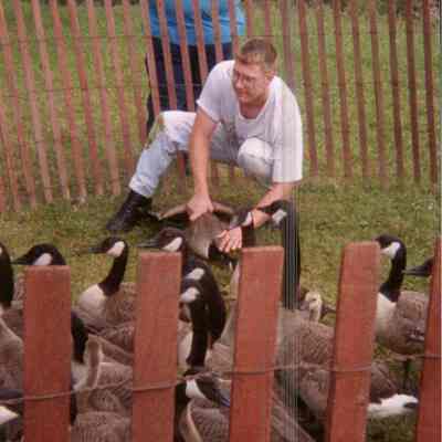 Flock Of Canada Geese
