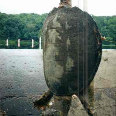 Angry Snapping Turtle