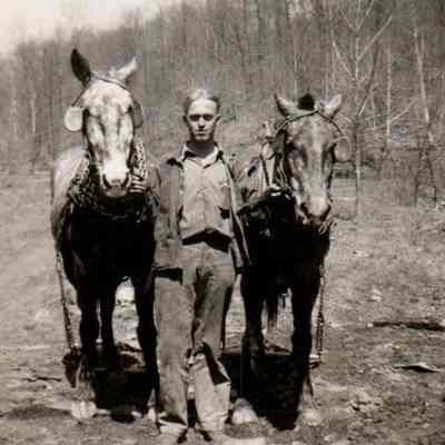 Mule Driver