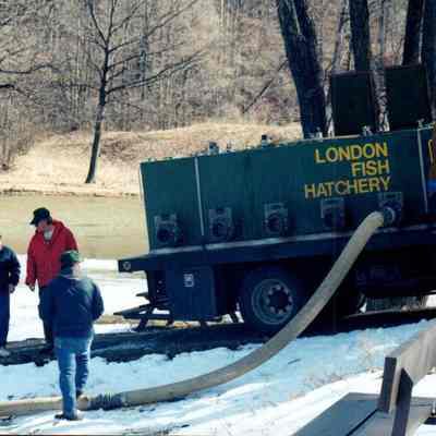 London Fish Hatchery Release