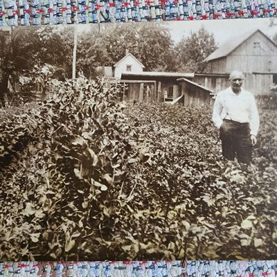 Earl Homan, Garden Cabinet Card, Main Street, Napoleon, Oh