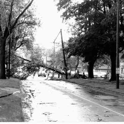 Photo of Fallen Tree on Main Street in Liberty Center, Ohio