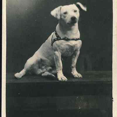 Liberty Center's Town Dog