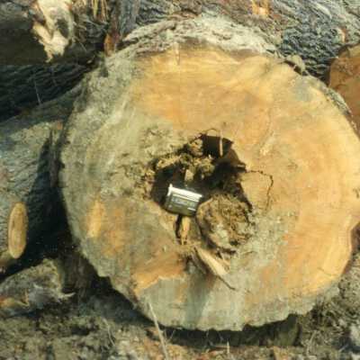 Photograph, Logging Expedition