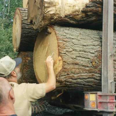 Photograph, Logging Expedition
