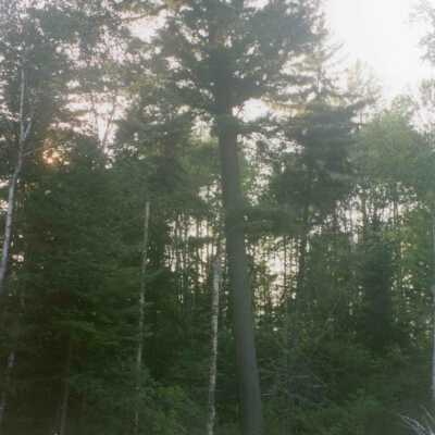 Photograph, Logging Expedition