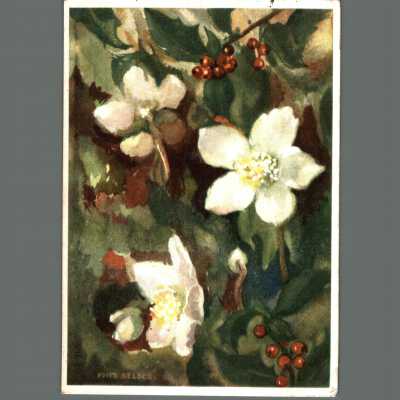 Dippe Carisse War Bride Post Card