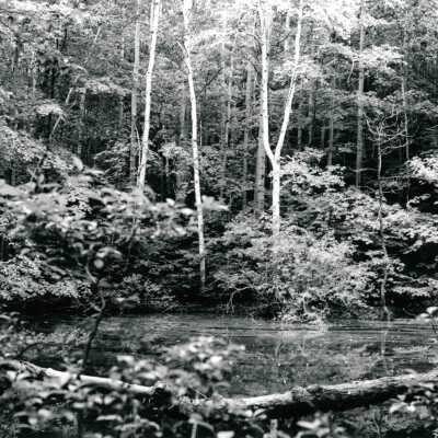 Photograph, Birch Trees in Forest by Pond.
