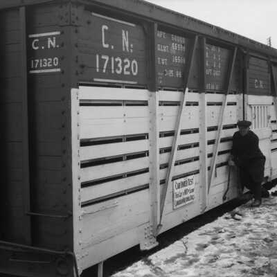 Photograph, Canadian National Railways Stock car 171320.
