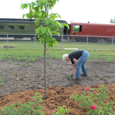 Photograph, NORMHC, Fran Michelutti, Garden of Life construction.