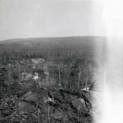 Photograph, Trees and Rocks.