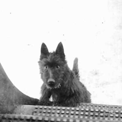 Photograph - Mac the dog