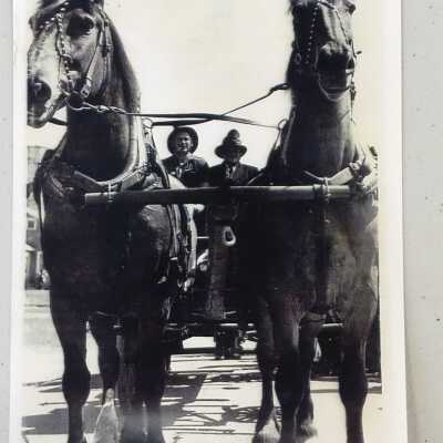 Horses, Lancia Family