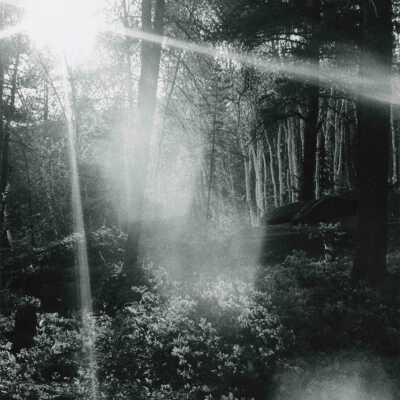 Photograph, Sudbury Forest Scenery, 1970, With Sun and Lensflares.