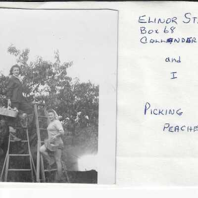Photograph - Picking Peaches at the D'arcy Cropp Camp