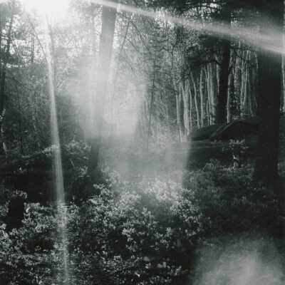 Photograph, Sudbury Forest Scenery, 1970, With Sun and Lensflares.