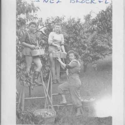 photograph - Picking fruit at D'arcy Cropp Camp