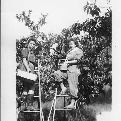 photograph - Picking fruit at D'arcy Cropp Camp