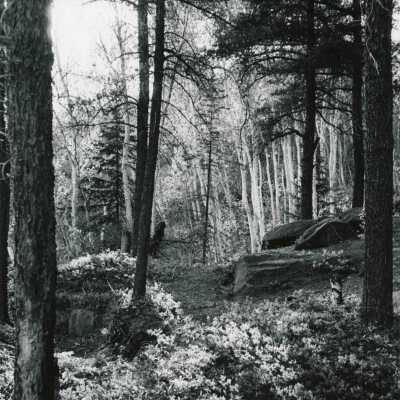 Photograph, Sudbury Forest Scenery, 1970.