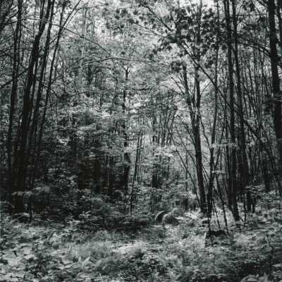Photograph, Sudbury Forest Scenery, 1970.
