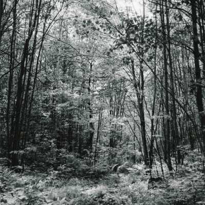 Photograph, Sudbury Forest Scenery, 1970.