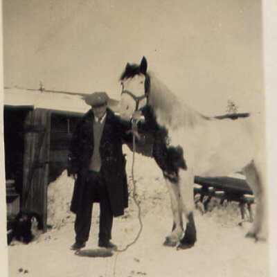 Photograph, Roy Barrand, Delivery horse, 1933.