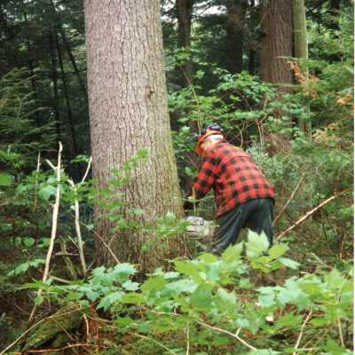 Photograph, Lumberjack, Unknown Location.