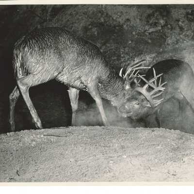 Deer's fighting near the Ravenna Arsenal