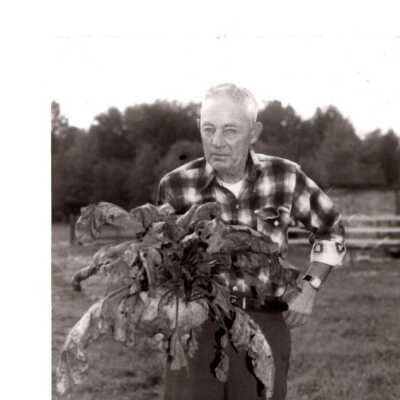 Homegrown Beets