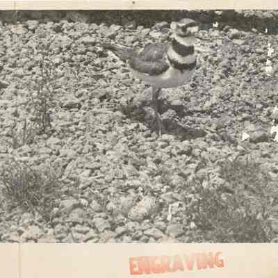 A Killdeer at the First Baptist Church