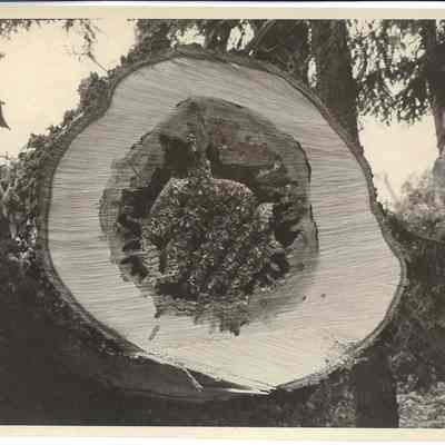 Beehive Tree