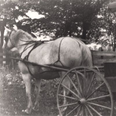 Horse & Buggy