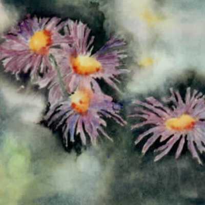 Asters