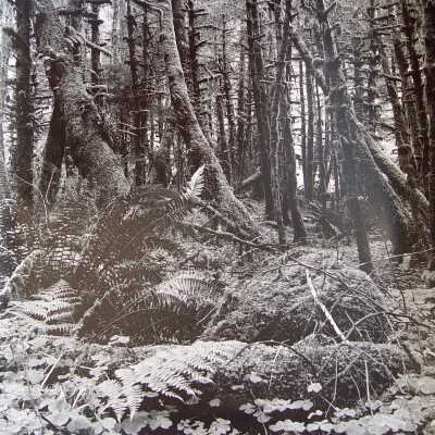 Coastal Woods