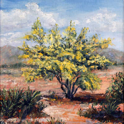Palo Verde (Untitled Lone Yellow Bush)