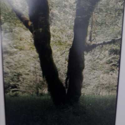 Untitled (mossy "v" tree)