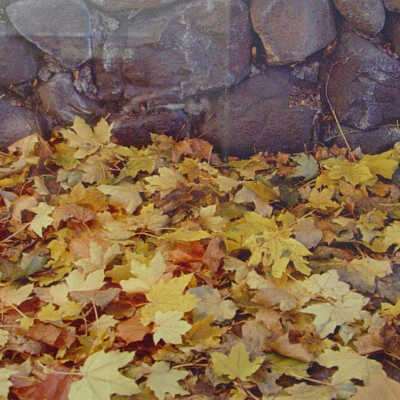 Untitled (Leaves)