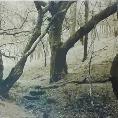 Oak Forest