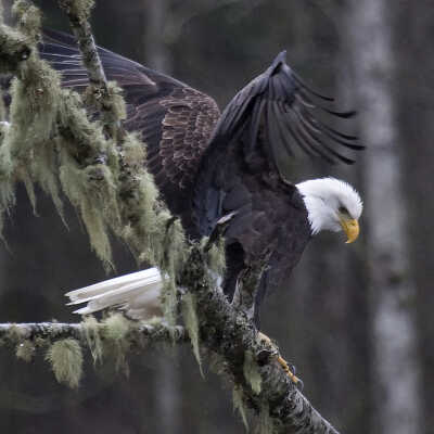 Skagit River Eagle