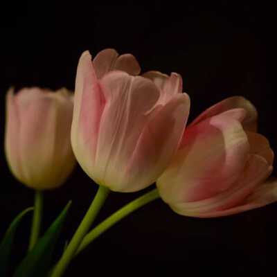 Tulips