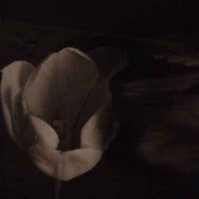 Two Tulips