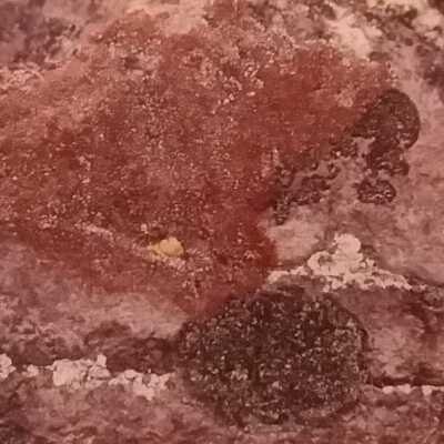Untitled (red moss rock)