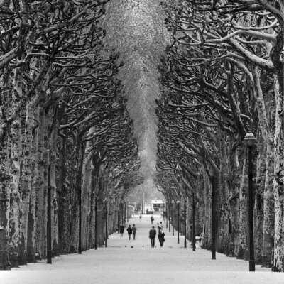Paris Botanical Gardens