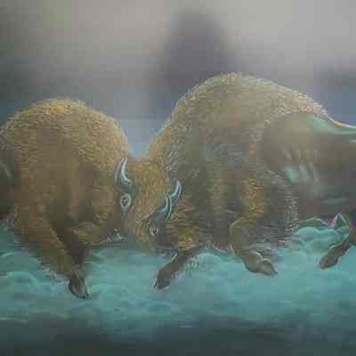 Bison