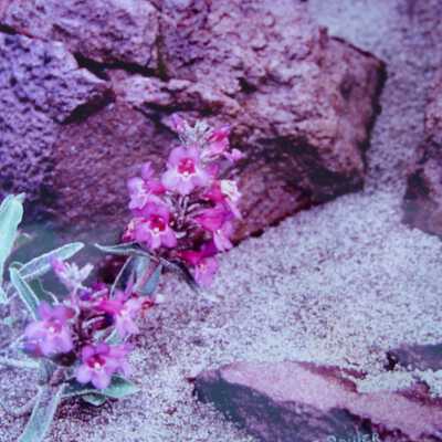 Untitled (flower and rocks in sand)